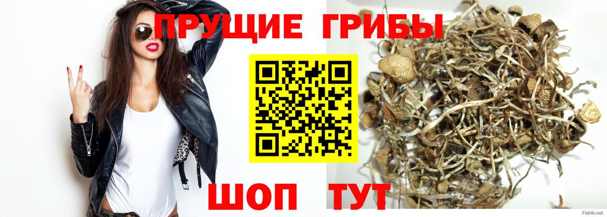 продажа наркотиков  Вход с VPN  Псилоцибиновые грибы Cubensis  Берёзовский  Псилоцибиновые грибы ЛСД 
